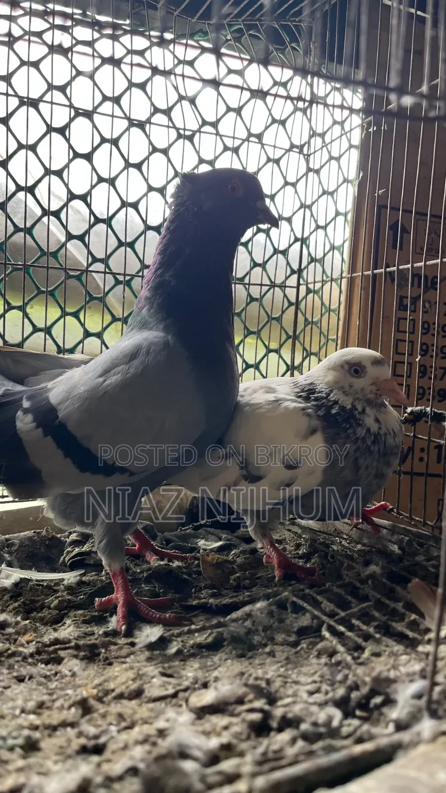 Pigeons for Sale