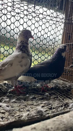 Pigeons for Sale