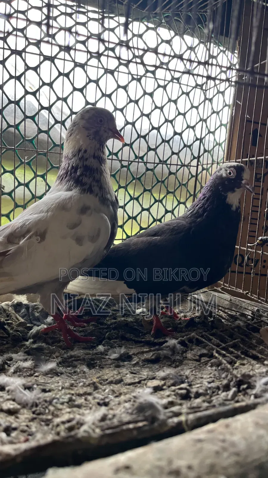 Pigeons for Sale