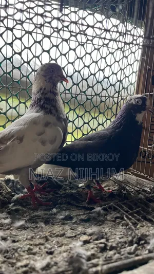 Pigeons for Sale