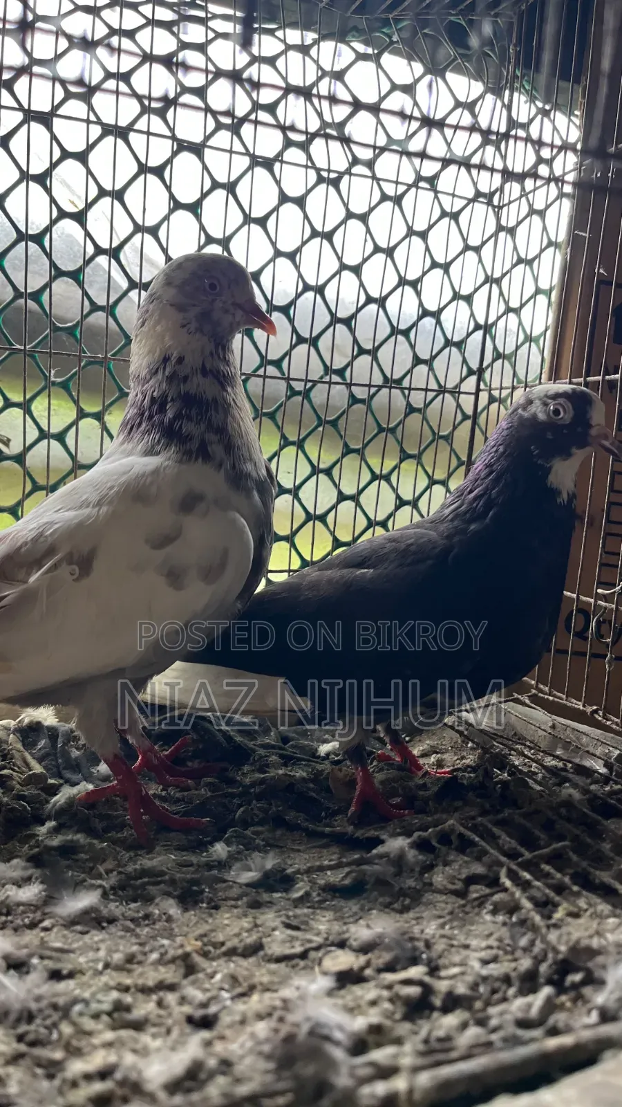 Pigeons for Sale
