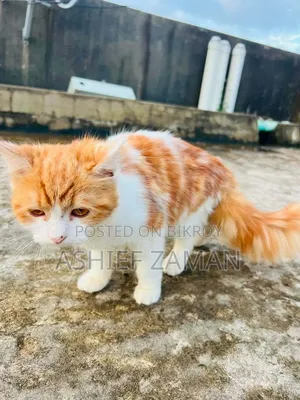 ১+ বছরের ফিমেল পিওরব্রেড পার্সিয়ান