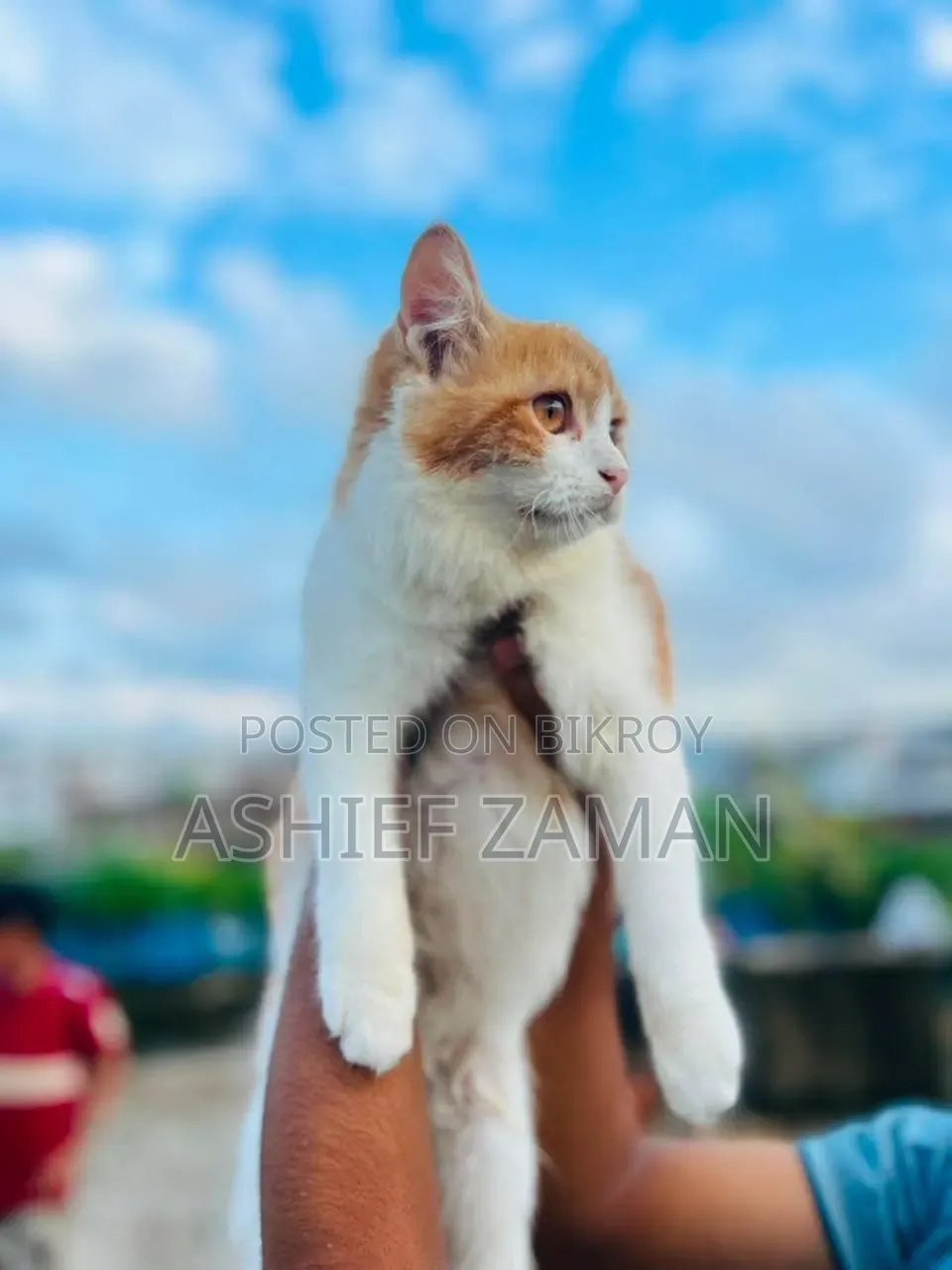 ১+ বছরের ফিমেল পিওরব্রেড পার্সিয়ান