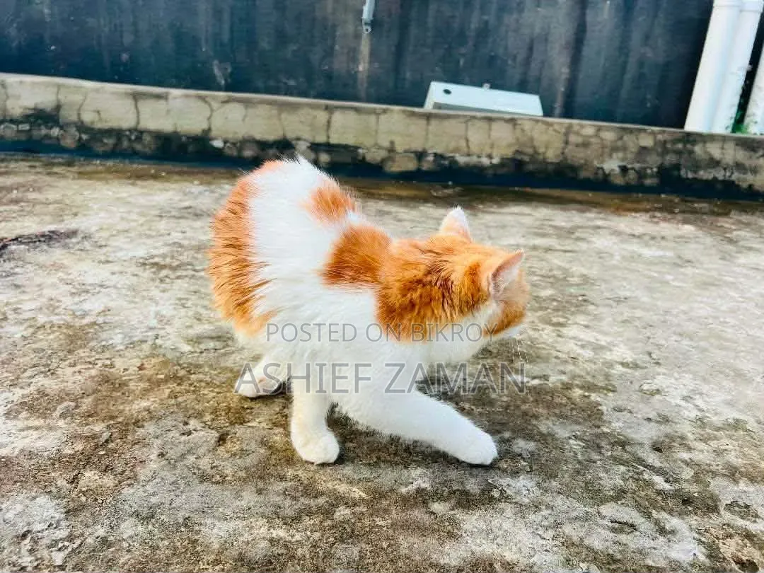 ১+ বছরের ফিমেল পিওরব্রেড পার্সিয়ান