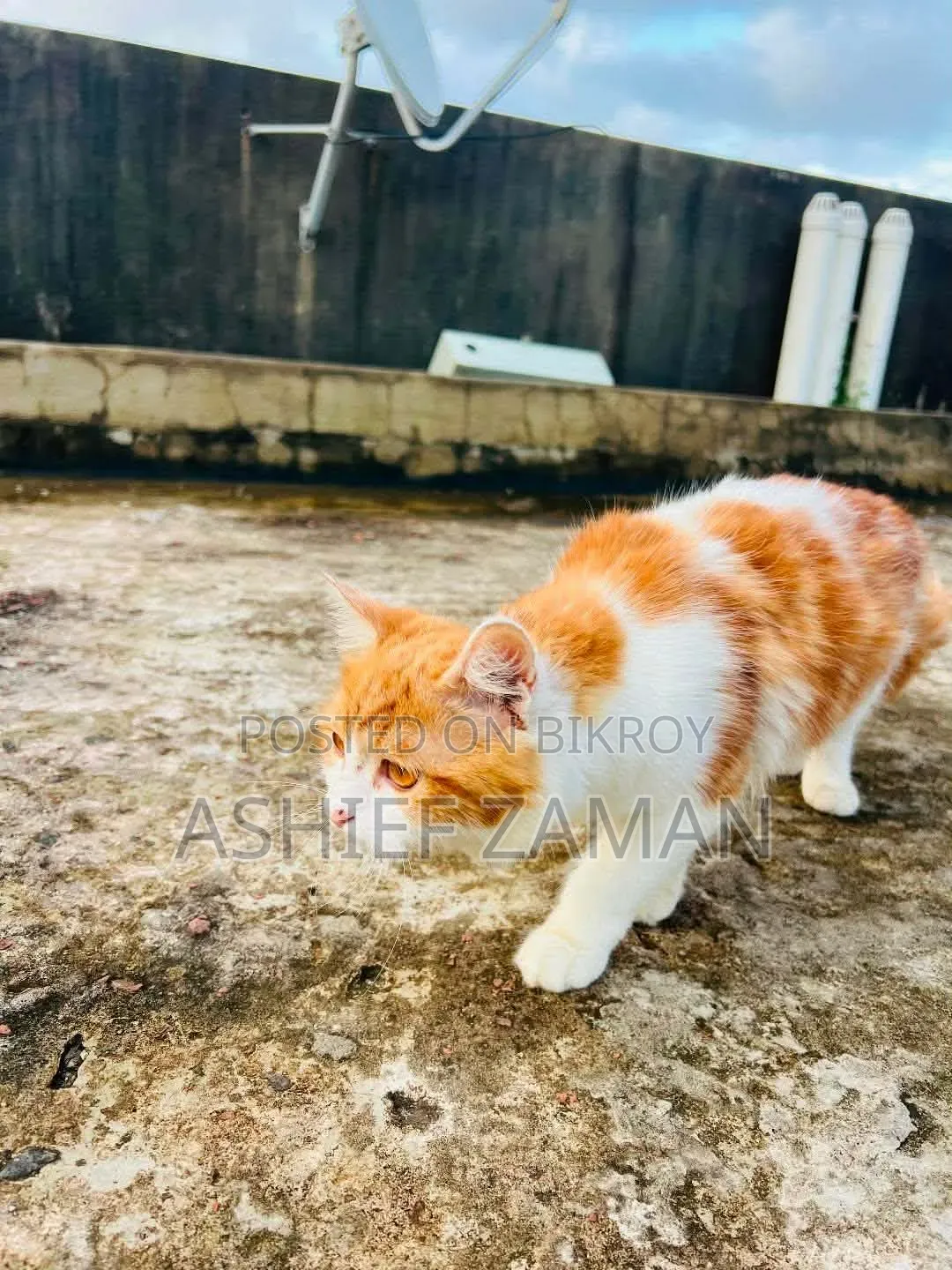 ১+ বছরের ফিমেল পিওরব্রেড পার্সিয়ান