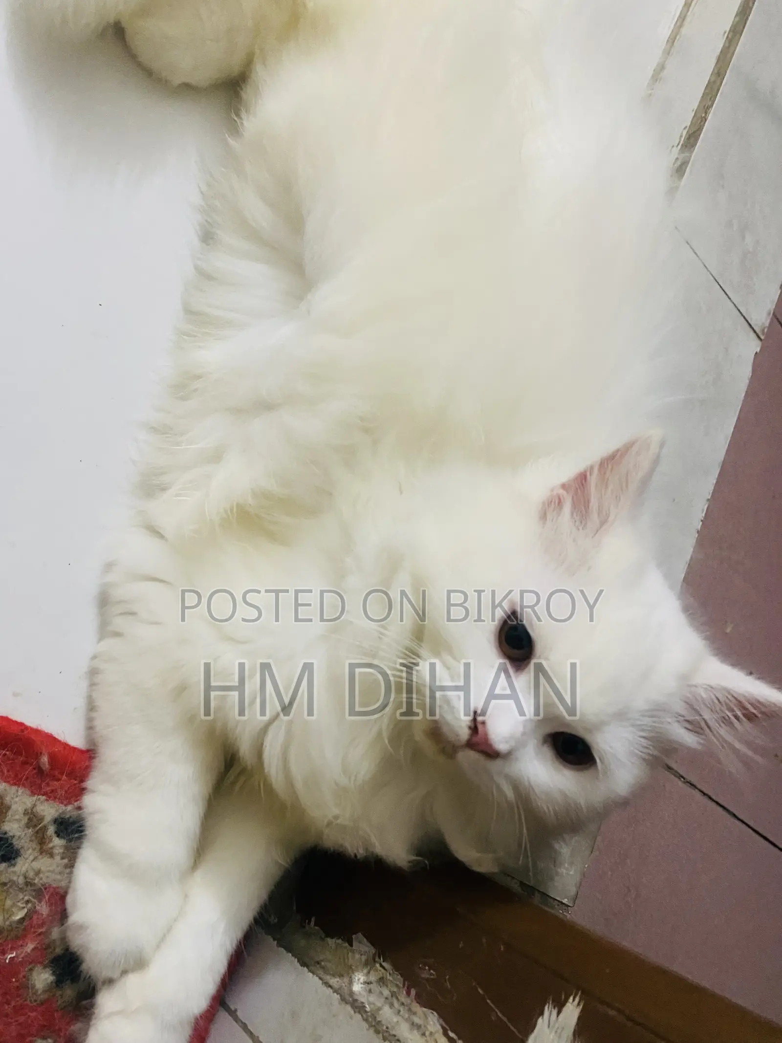3-6 months Male Purebred Persian
