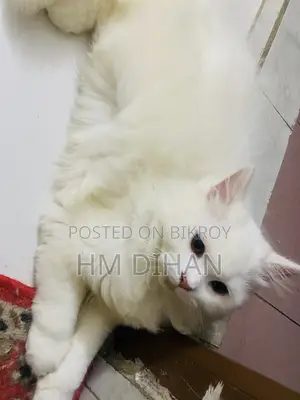 3-6 months Male Purebred Persian