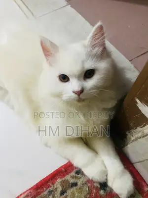 3-6 months Male Purebred Persian