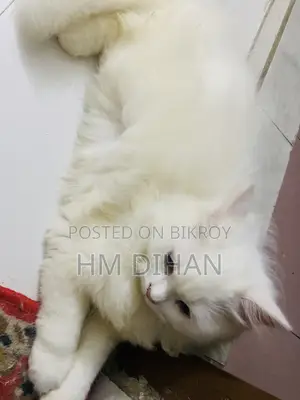 3-6 months Male Purebred Persian