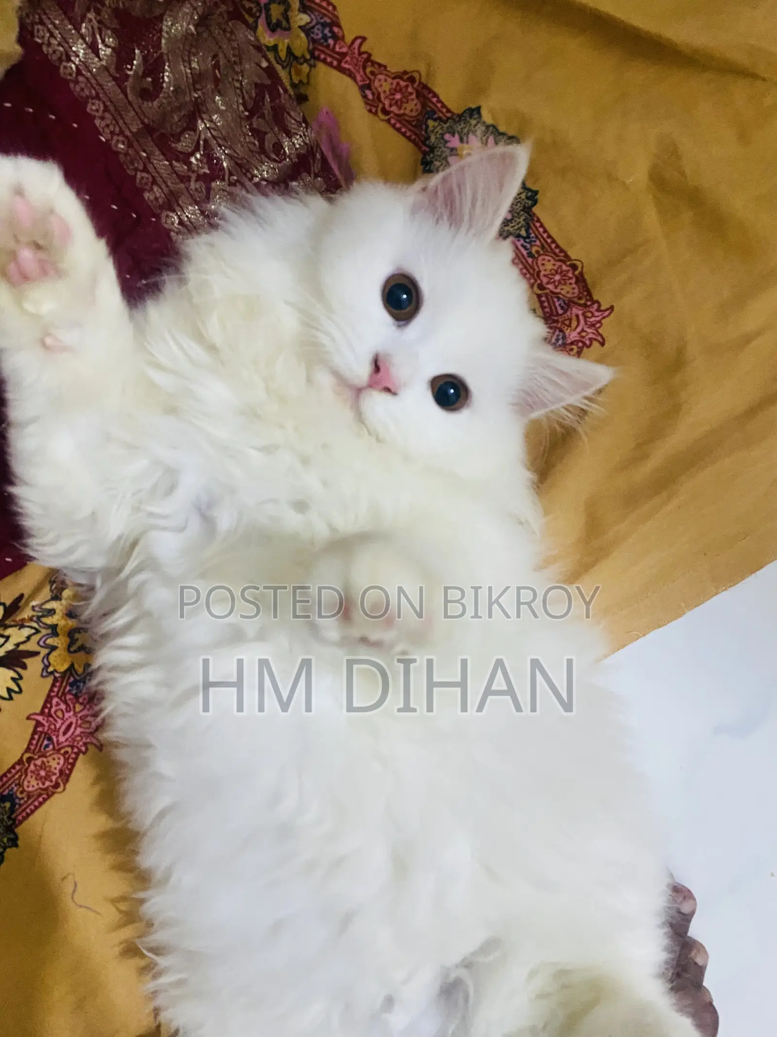 3-6 months Male Purebred Persian