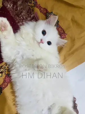 3-6 months Male Purebred Persian