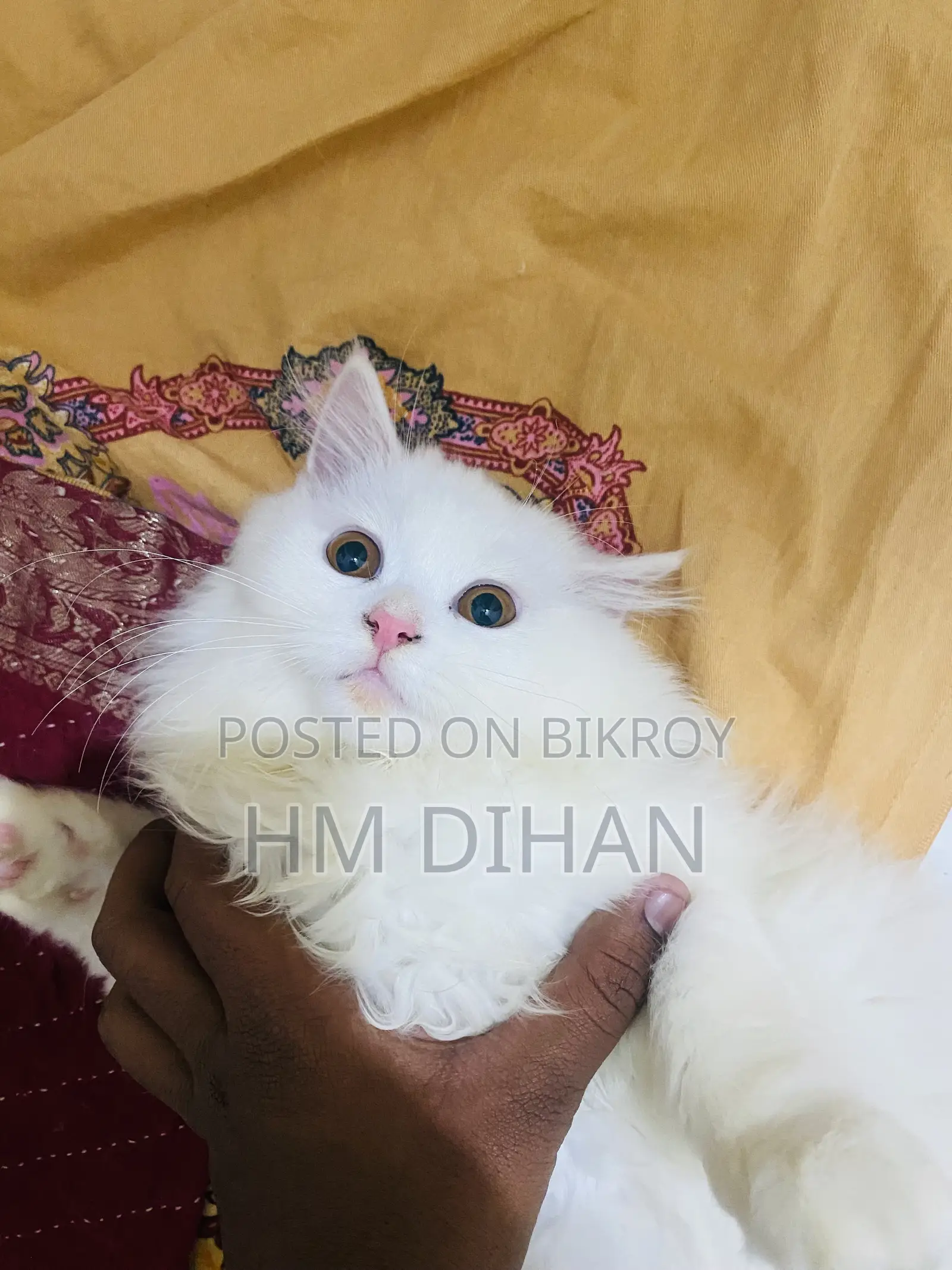 3-6 months Male Purebred Persian