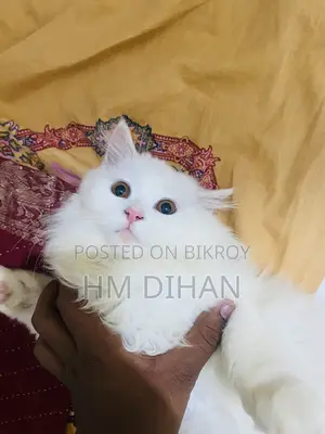 3-6 months Male Purebred Persian