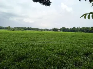 প্লট বিক্রি হবে