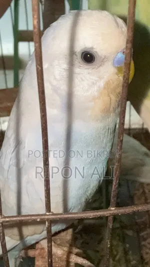 ২ পিস বাজিগর পাখি