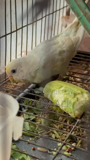 ২ পিস বাজিগর পাখি