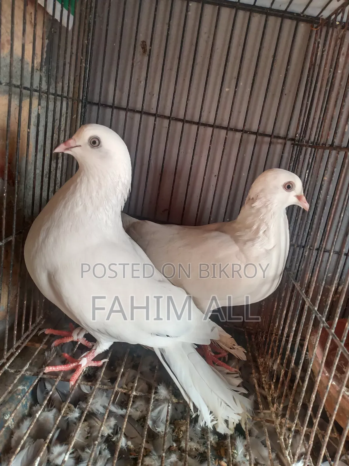 Running Pigeons