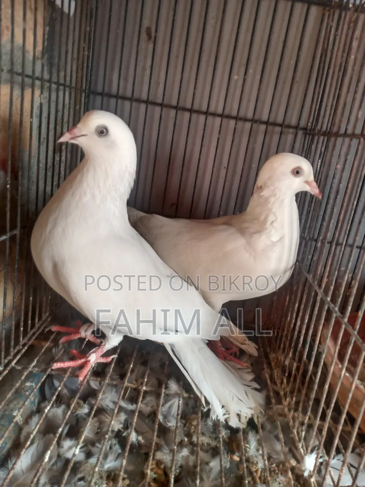 Running Pigeons