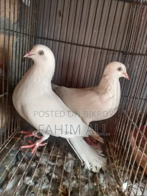 Running Pigeons
