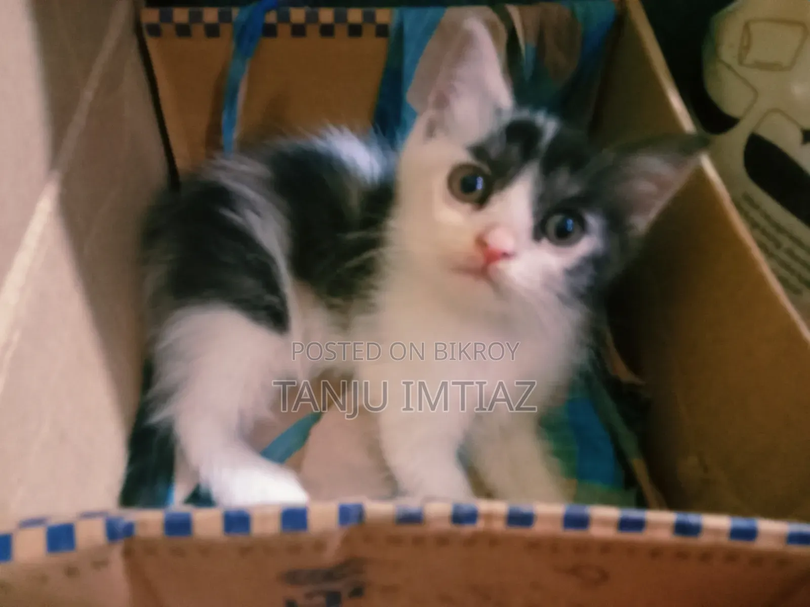 1-3 Months Female Mixed Breed Persian