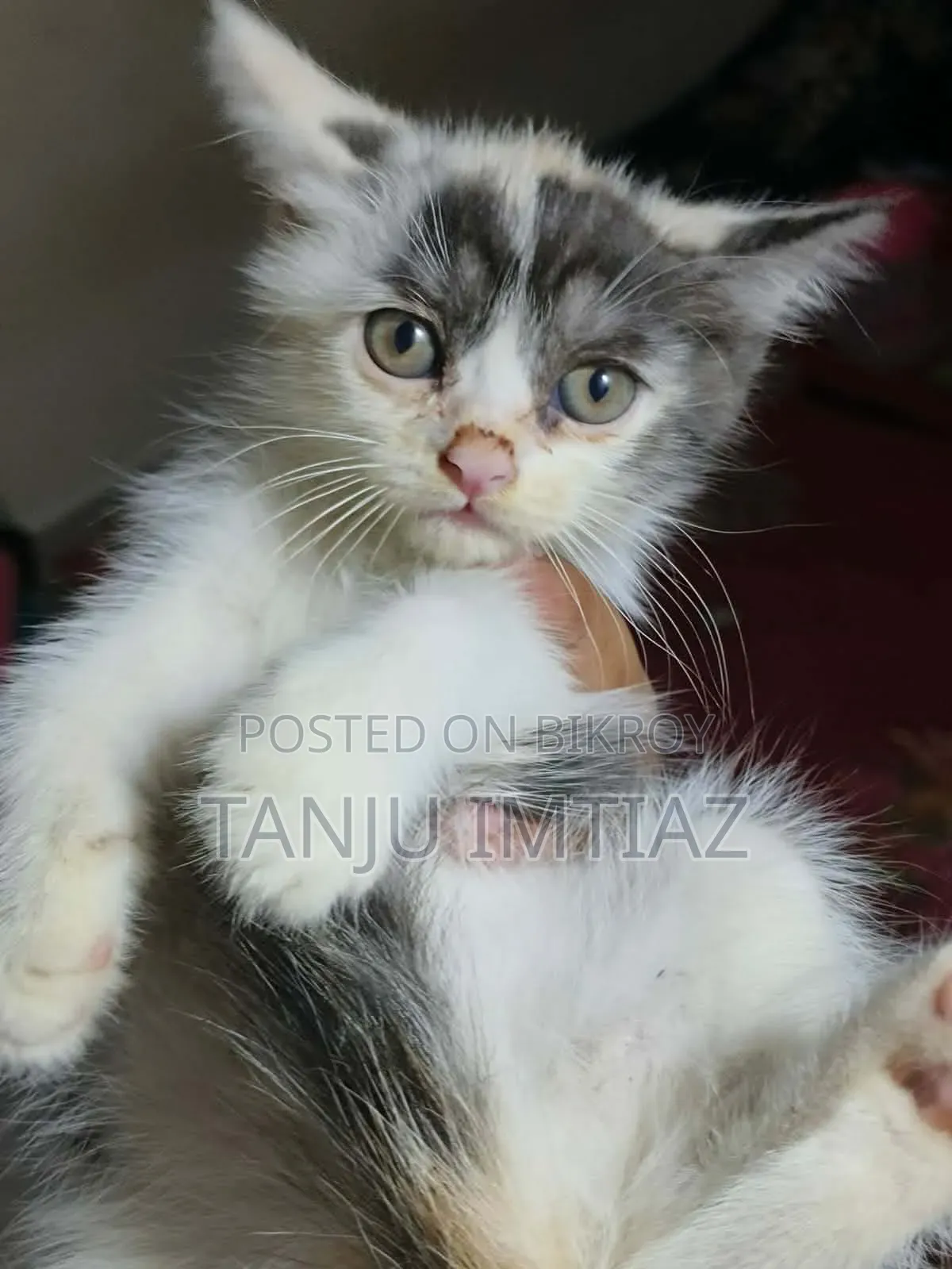 1-3 Months Female Mixed Breed Persian
