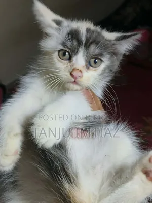 1-3 Months Female Mixed Breed Persian