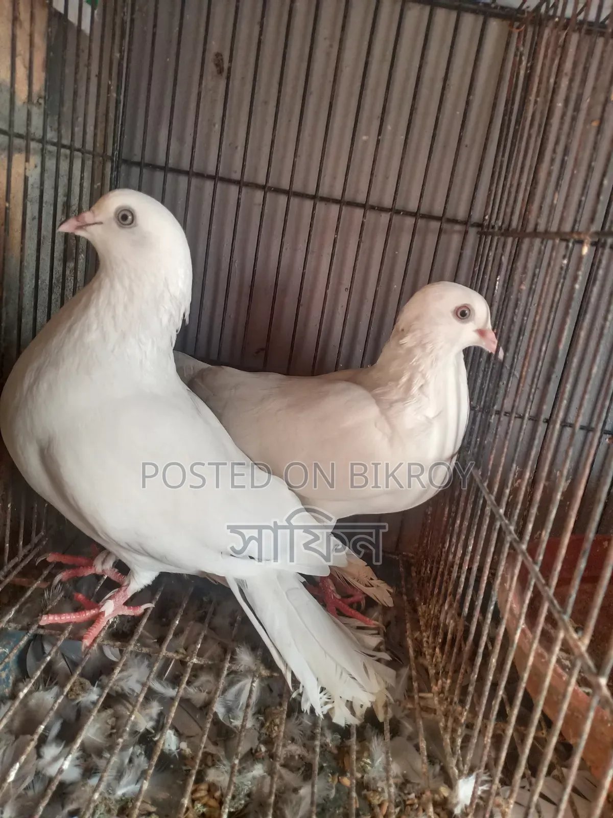 Pigeon Sale