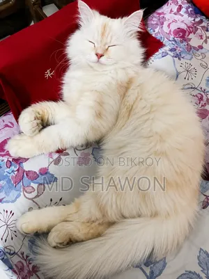 6-12 Months Male Purebred Persian