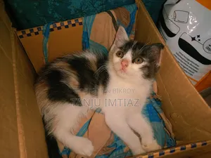 1-3 Months Female Mixed Breed Persian
