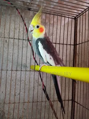 ককাটেল বিগ সাইজ