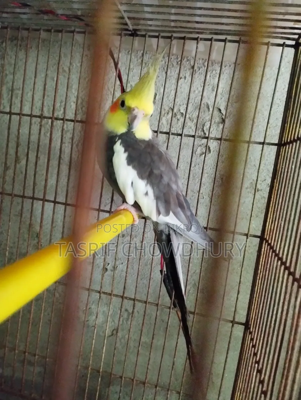 ককাটেল বিগ সাইজ
