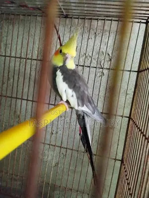 ককাটেল বিগ সাইজ