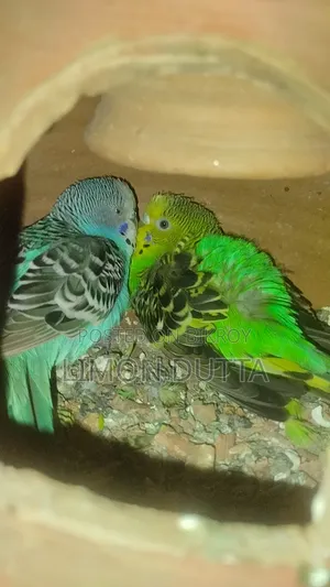 রানিং পাখি