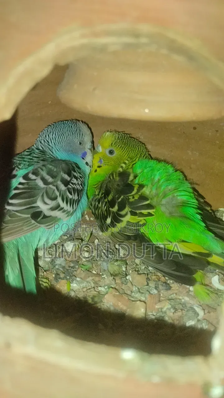 রানিং পাখি