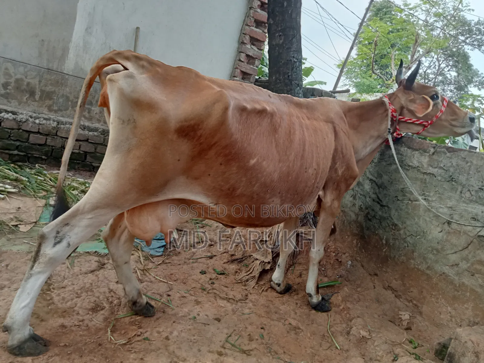 Jersey Breed Dairy Cow