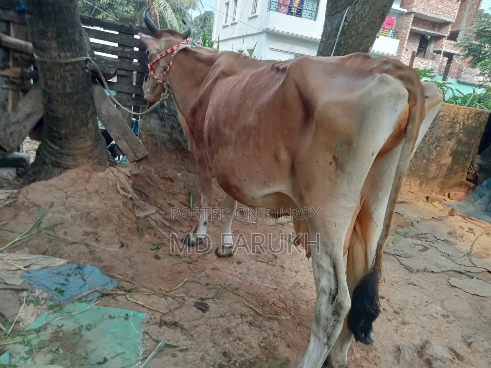 Jersey Breed Dairy Cow