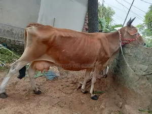 Jersey Breed Dairy Cow