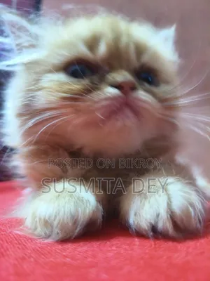 1-3 Months Female Purebred Persian