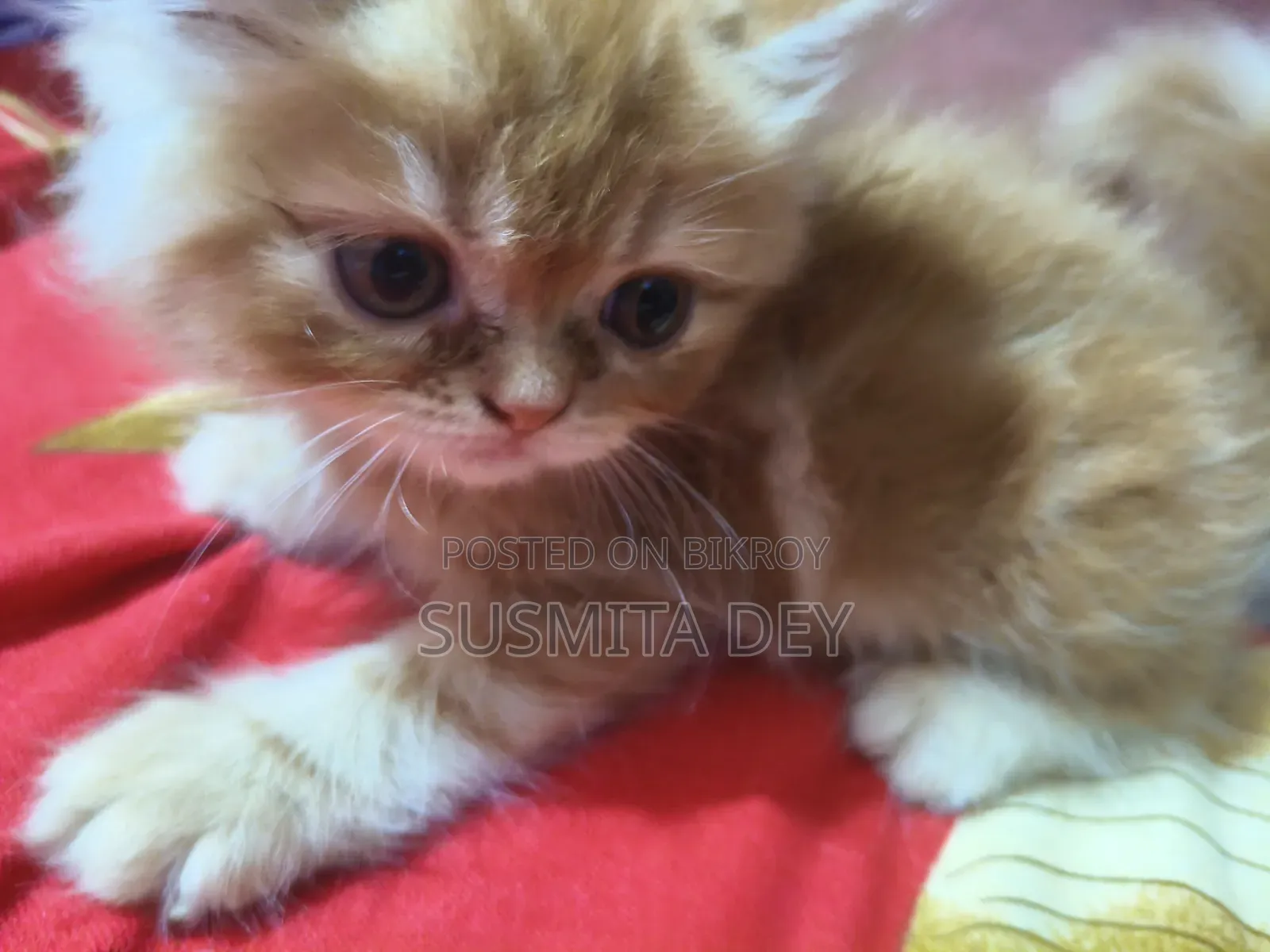 1-3 Months Female Purebred Persian
