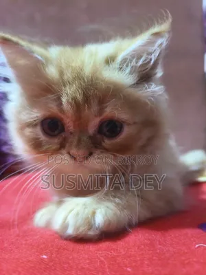 1-3 Months Female Purebred Persian