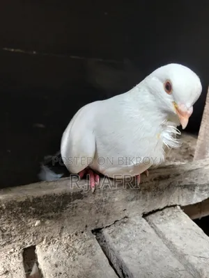 King Pigeon
