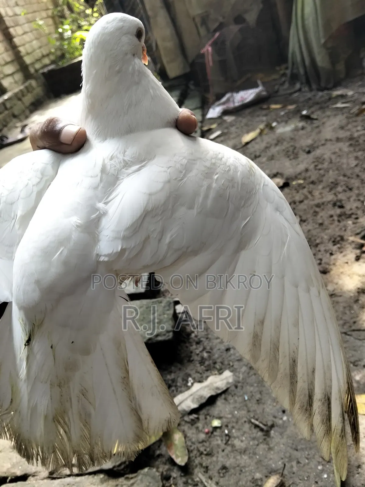 King Pigeon