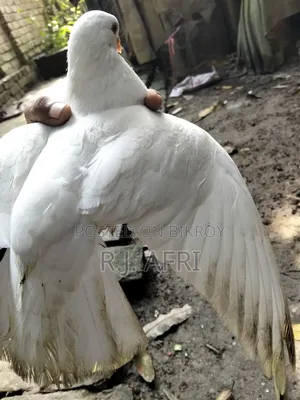 King Pigeon