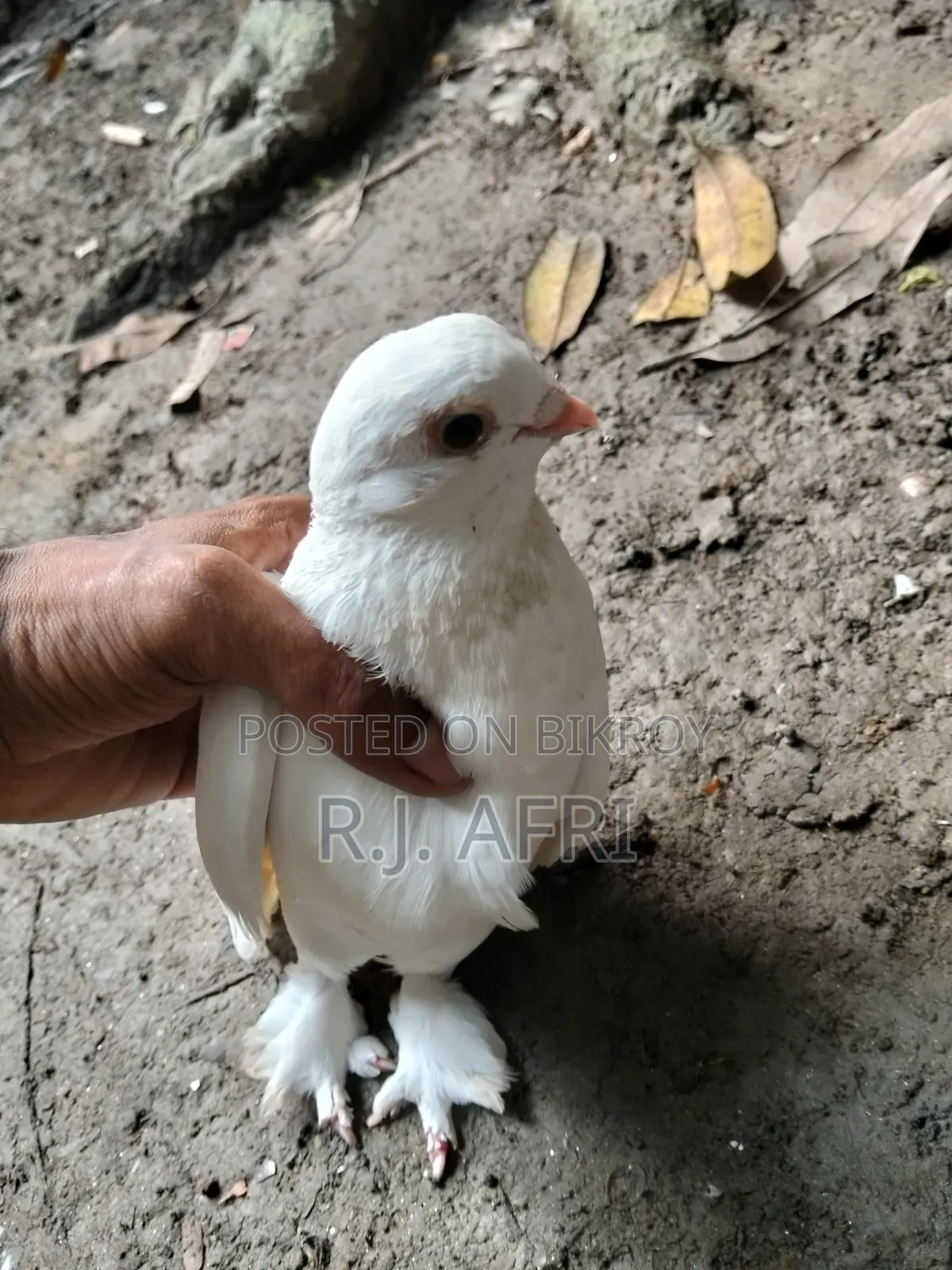 King Pigeon