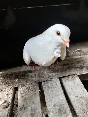 King Pigeon