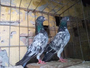 LalPari Running