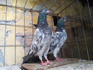 LalPari Running