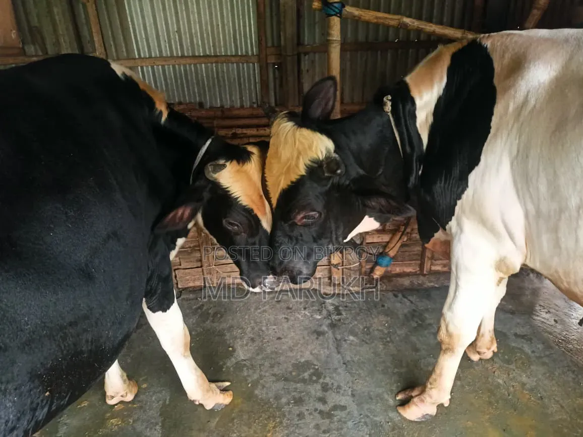 Two Bull Cows for Sale