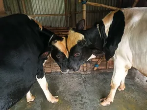 Two Bull Cows for Sale