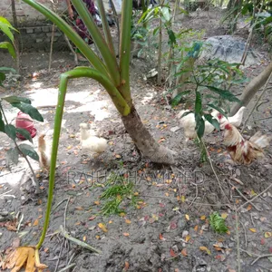 অনেক ভালো এবং সুহস্ত সবল দেখতে ও অনেক সুন্দর